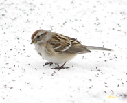 American Tree Sparrow